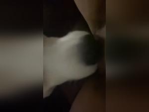 Husky Dog Lick - Extreme Bestiality Video