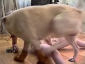 Bestiality Sex Video: Woman and Dog