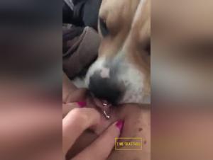 hund leckt, tiersex-compilation
