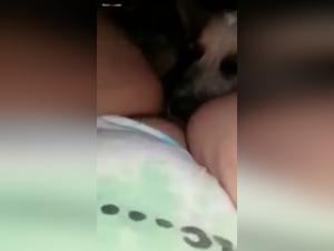 Salope Lèche Chatte Chien Arrivée