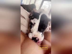 Salope Licking Chien