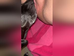 extreme zoophilic explorations