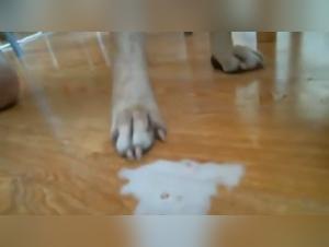 Bestiality: a young woman and a dog in a shocking video