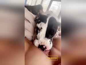 Girl Catches Dog's Dick, Intense Lick Session