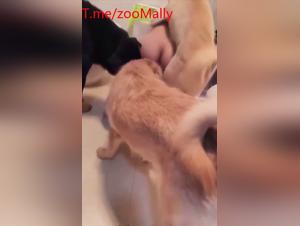 asian dog frenzy: solo wife & doggy delights