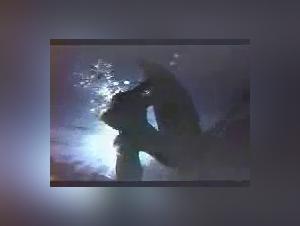 A love story like no other: dolphin and woman