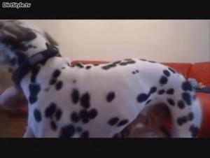 Webcam Girl and Her Best Friend on Four Legs