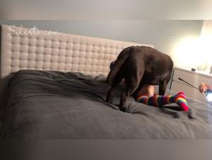 Get Wild: Extreme Zoophilia on ZTube