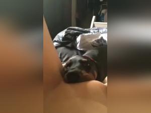 Dog Sex Videos: XXX Animal Fornication