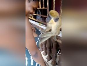 bestialica animal porno