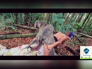 sexo extreme con perro en la selva