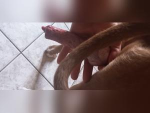 doggy style lust