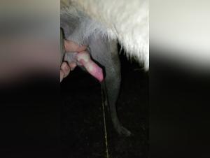 Bitch Dog Pee Sex