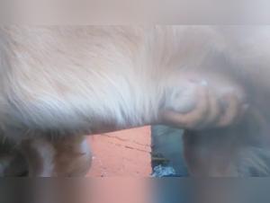 Exciting woman and dog in bestiality video