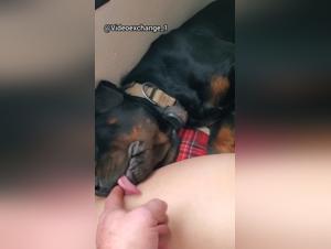 Dog Sex Video Couple