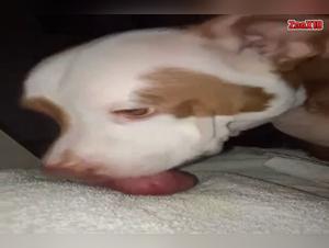 Bestiality sex with a dog