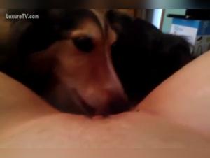 Sex scene with a Collie