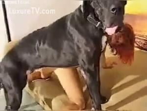 Big Dane Redhead in a bestiality sex video