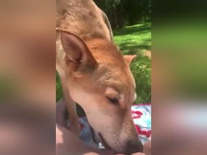 Dog licks pussy in public: a shocking bestiality scene