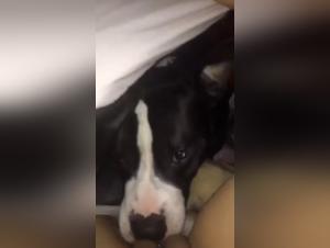 Woman and Dog: A Forbidden Meeting