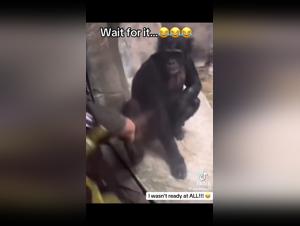 Encounter Art: Alyzoo & Tickzoo.tv