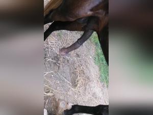 Videos of Bestiality with Horses