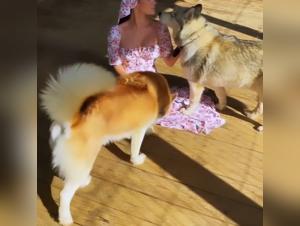 Bestiality Sex Video: An Intimate and Exciting Experience