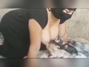 animal lactation sow dog