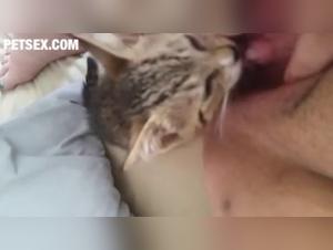 Sex video with a kitten: a beastly experience