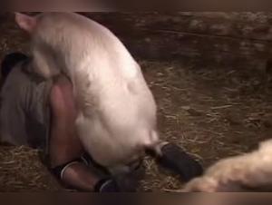 Pig fucks the slut doggy-style