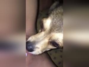 Forbidden Meeting: Sex with a Dog