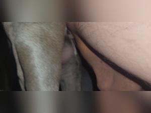 Into the Depths of Zoophilia