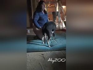 fantasmes sulfureux: épouse et chien