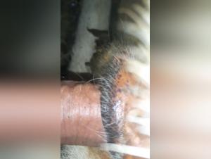 bestiality between woman and dog