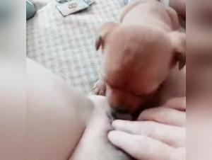 Woman and dog: a beastly encounter