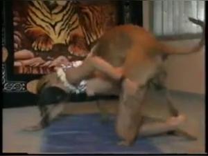 Woman and her dog: a video of bestial zoophilia