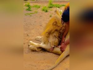 untamed lion, man's primal lust