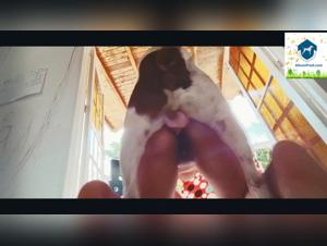 Female Dog's Hot Anal Sex with a Big Dick