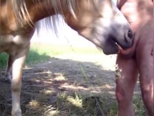 Horse fucks slut 1
