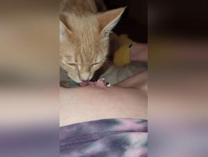 First time: curious cat discovers the intimacy of a young girl