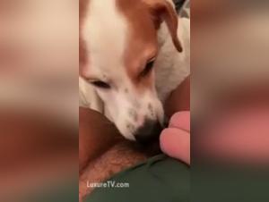 Bestial encounter: lingerie aside