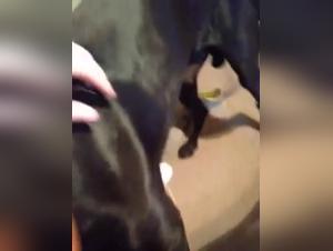 Bestiality: A teen and her dog