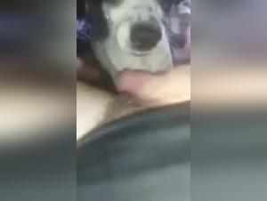 Bestiality sex video with a naughty dog
