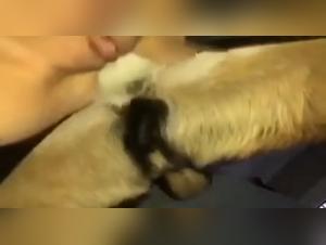  chien live chat sexe  