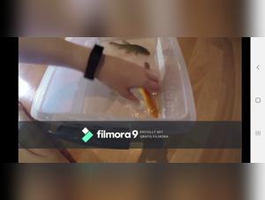 Fish Girl Transformation: An Exciting Zoophile Adventure - Bestiality Sex Video