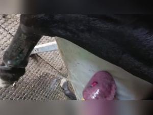 Horse bestiality: an extreme sex scene