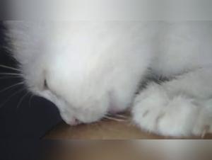 Woman gives milk to a dog in a zoophilia scene