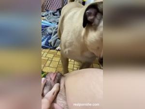 baise adolescente chien: vid hd  réelle
