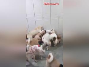 Chinese whore fucking a dog in a group
