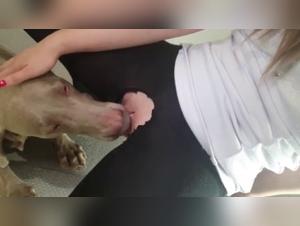 Dominant woman facing a dog